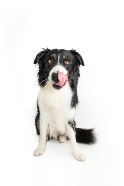 Foto retrato de un perro collie fronterizo hambriento lamiéndose los labios con la lengua sentado y mirando a la cámara aislada sobre fondo blanco