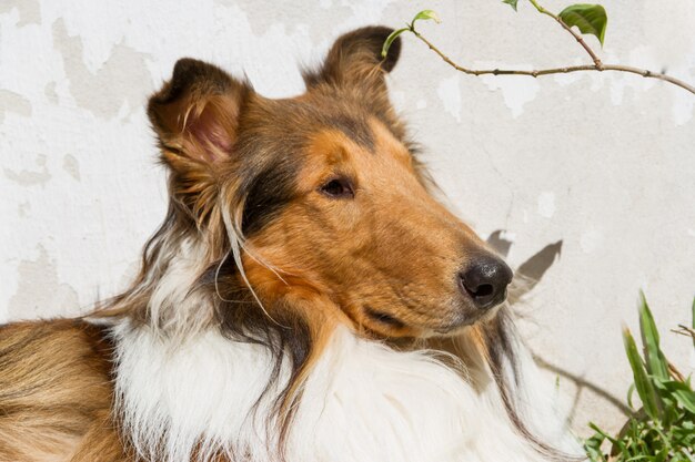 retrato perro collie