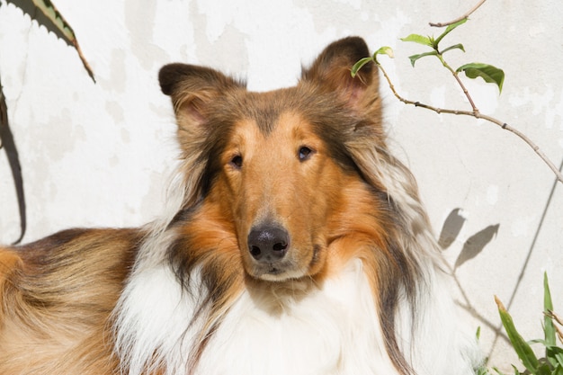 retrato perro collie