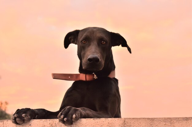 Foto retrato de un perro contra el cielo durante la puesta de sol