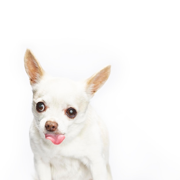 Foto retrato de un perro contra un fondo blanco