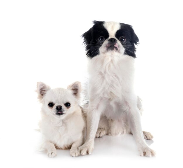 Foto retrato de un perro contra un fondo blanco