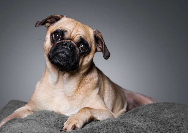 Retrato de un perro contra un fondo gris