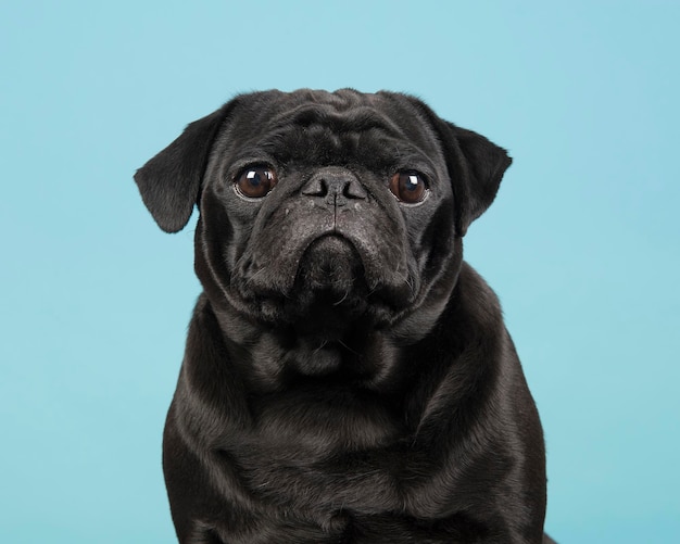 Foto retrato de un perro contra un fondo gris