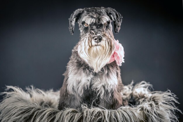 Foto retrato de un perro contra un fondo gris