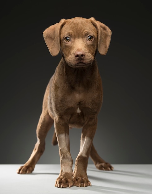 Retrato de un perro contra un fondo gris