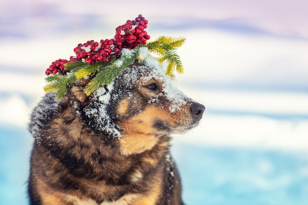 Retrato de un perro con una corona de Navidad en la cabeza al aire libre