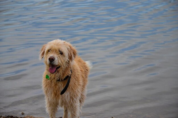 Foto retrato de un perro corriendo en el agua