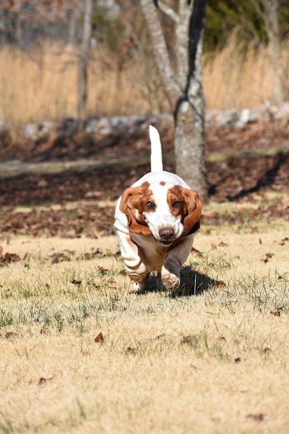 Foto retrato de un perro corriendo por el campo