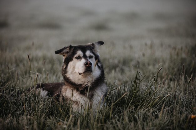 Foto retrato de un perro corriendo por el campo