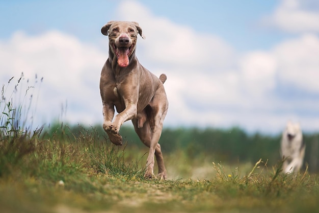 Retrato de un perro corriendo en el campo