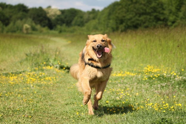 Retrato de un perro corriendo por el paisaje