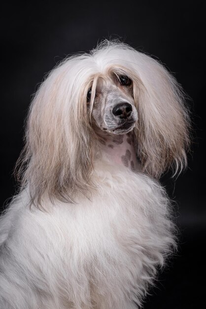 retrato del perro crestado chino