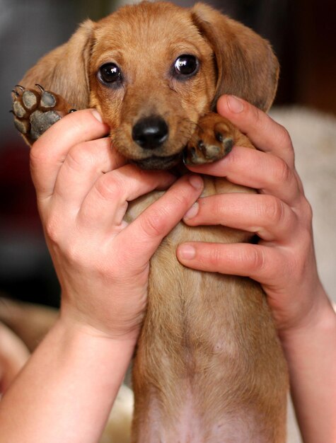 Foto retrato de un perro dachshund en las manos