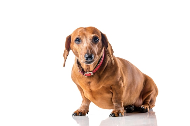 Retrato de perro Dachshund marrón aislado sobre fondo blanco.