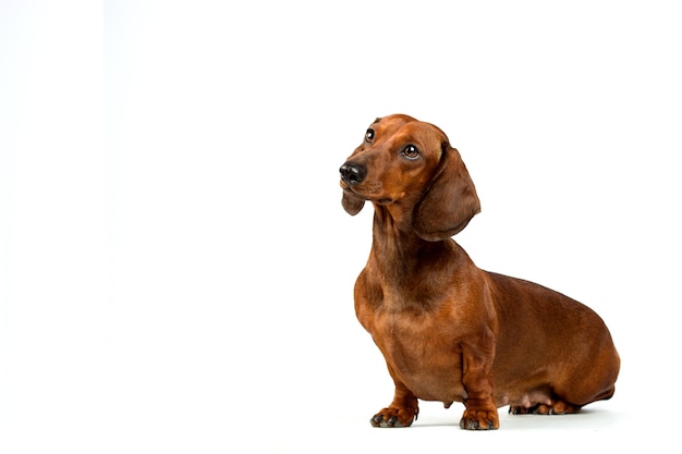 Foto retrato de perro dachshund rojo aislado sobre fondo blanco.