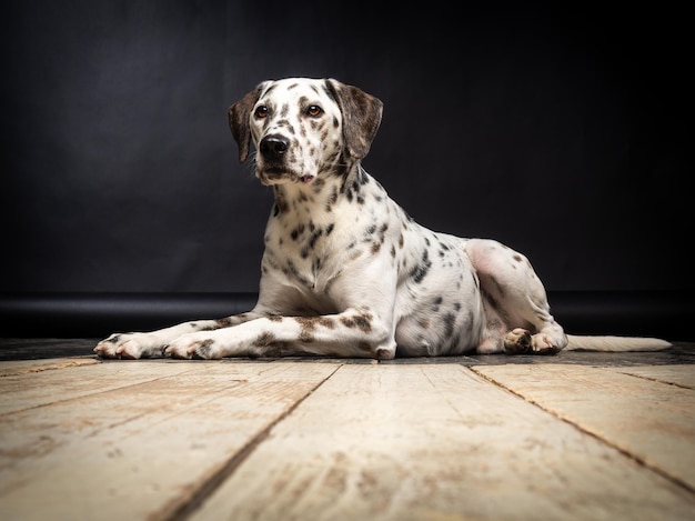 Retrato de un perro dálmata en un piso de madera y un fondo negro