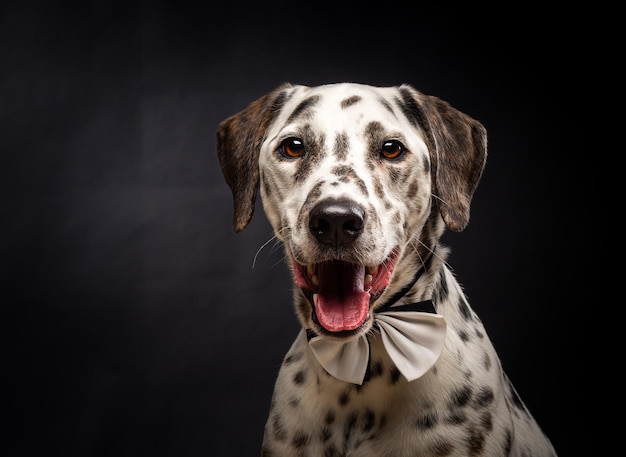 Retrato de un perro dálmata sobre un fondo negro aislado Rodada en un estudio con luz pulsada