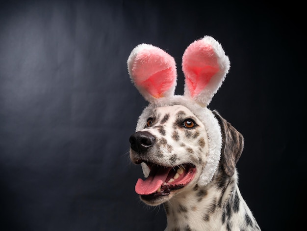 Retrato de un perro dálmata en un sombrero de Santa Claus resaltado en un fondo negro