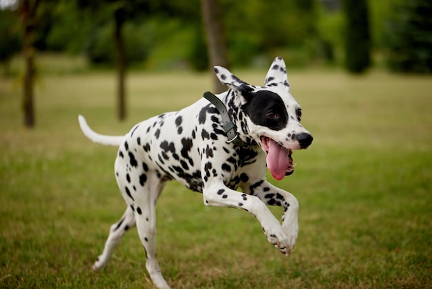 Retrato de un perro dalmático corriendo por la hierba verde en el parque corriendo como un perro