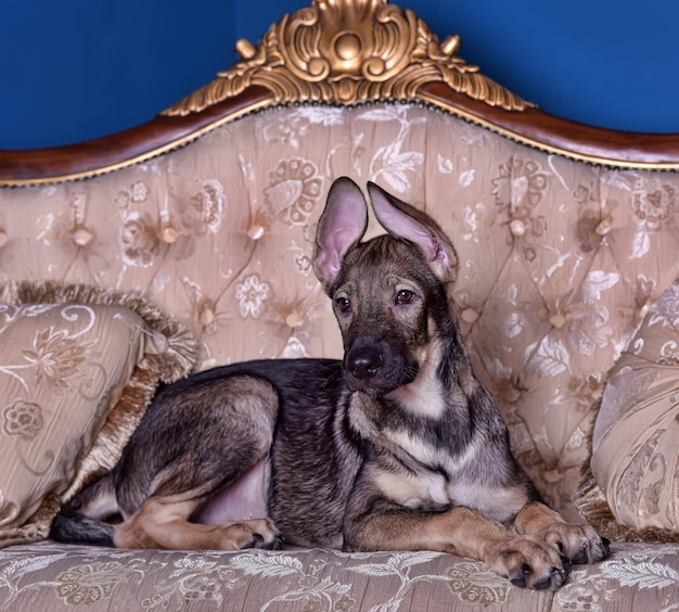 Retrato de un perro descansando en la cama