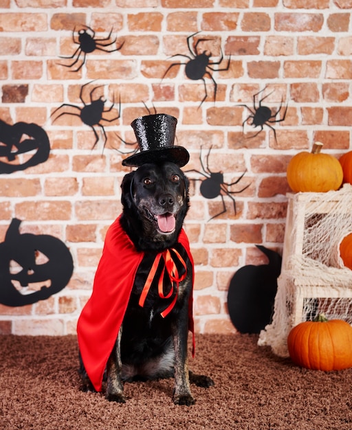 Retrato, de, perro, en, disfraz de halloween