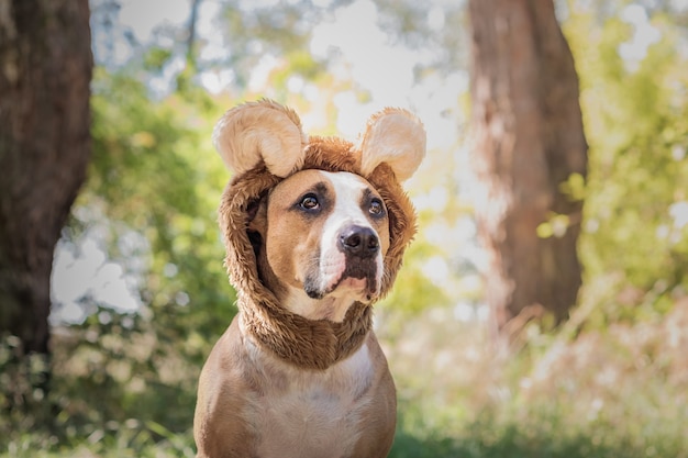 Retrato de perro divertido con sombrero de oso fotografiado al aire libre. Staffordshire terrier lindo se sienta en traje de animal salvaje en prado soleado