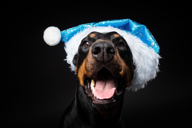 Retrato de un perro Doberman en un gorro de Papá Noel aislado sobre un fondo negro