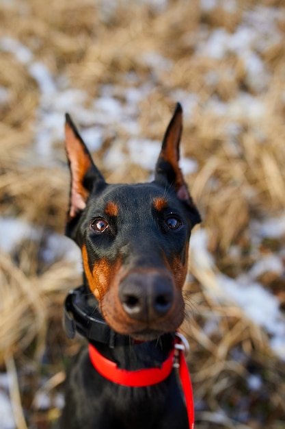 El retrato de un perro Doberman Pinscher negro y marrón