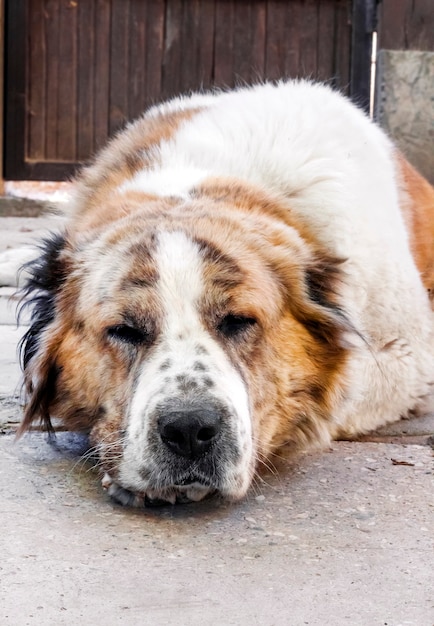 Retrato de un perro durmiendo descansando su cabeza sobre sus patas.