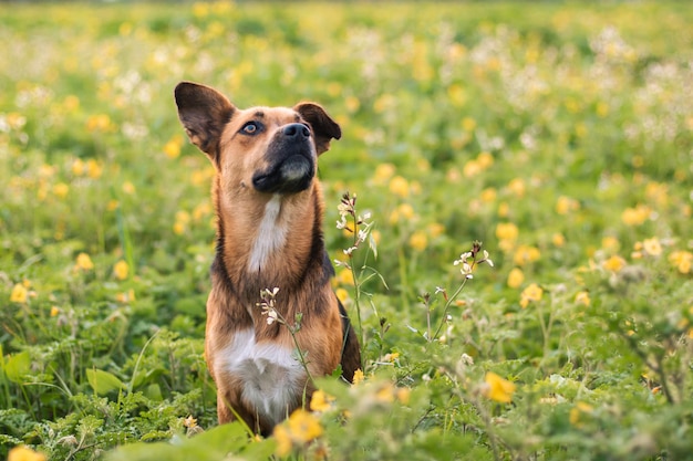 Retrato de un perro encantador en un campo de flores.