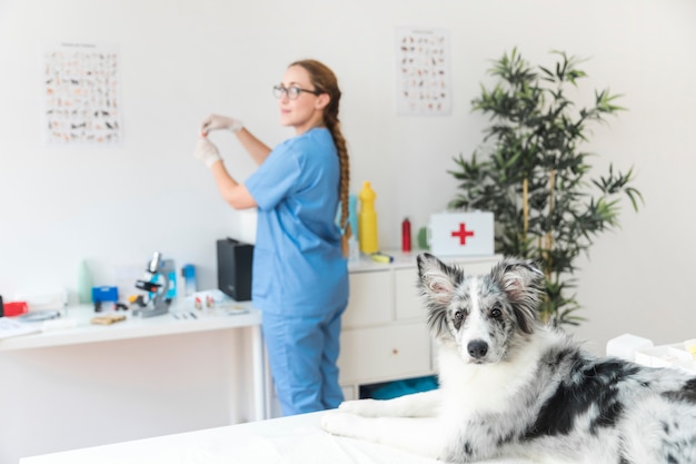 Foto retrato de un perro enfermo en la mesa con el veterinario de sexo femenino que se coloca en el fondo