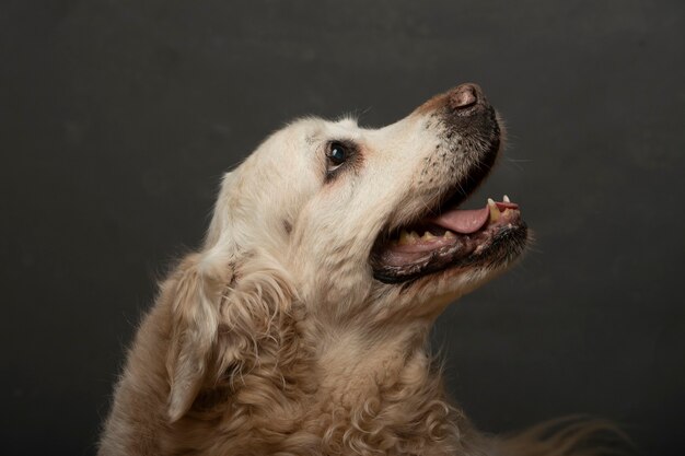 Retrato de perro en estudio de perfil con la boca abierta