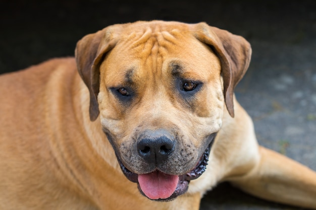 Retrato de perro feliz Boerboel, mastín sudafricano.