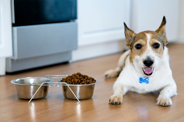 Retrato de un perro feliz el cachorro se encuentra cerca de su plato de comida seca miradas positivas sonrisas directas a casa ...