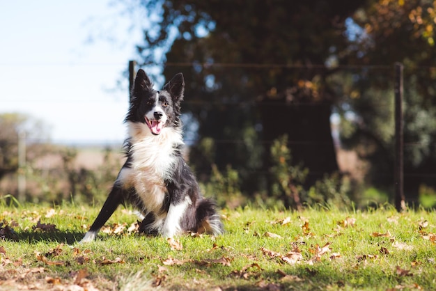 retrato de perro feliz en la hierba