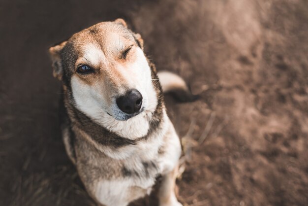 Retrato de un perro feliz que guiña un ojo y mira a la cámara