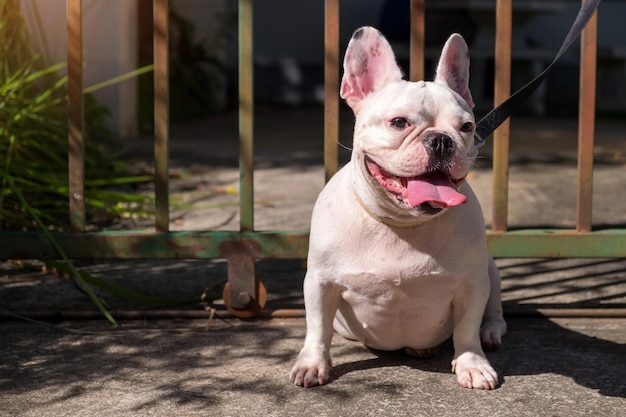 Foto retrato de un perro con gafas de sol sentado al aire libre