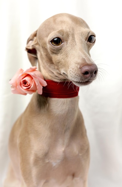 Retrato de perro galgo italiano de raza pura con concepto de primavera de rosas