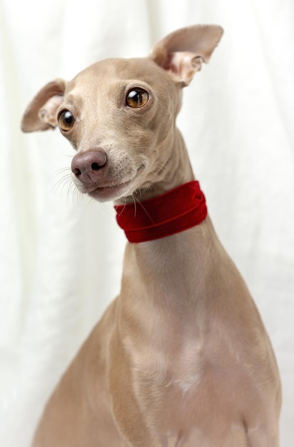 Retrato de perro galgo italiano de raza pura con concepto de primavera de rosas