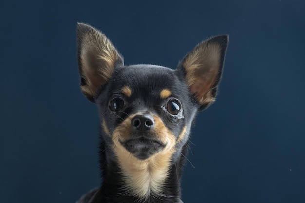 Retrato de perro y gato mirando hacia el lado aislado sobre fondo azul.