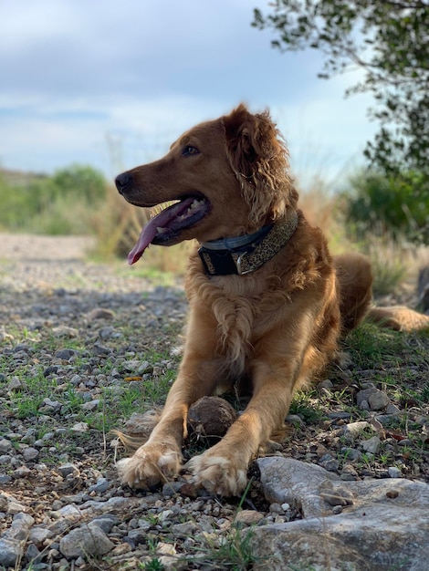 Retrato de un perro Golden Retriever en la montaña