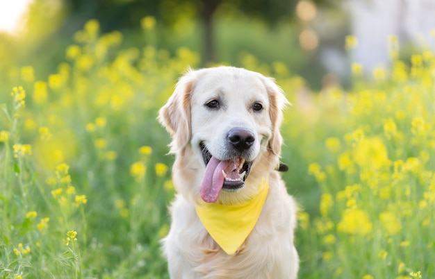 Retrato de perro Golden retriever rodeado de flores