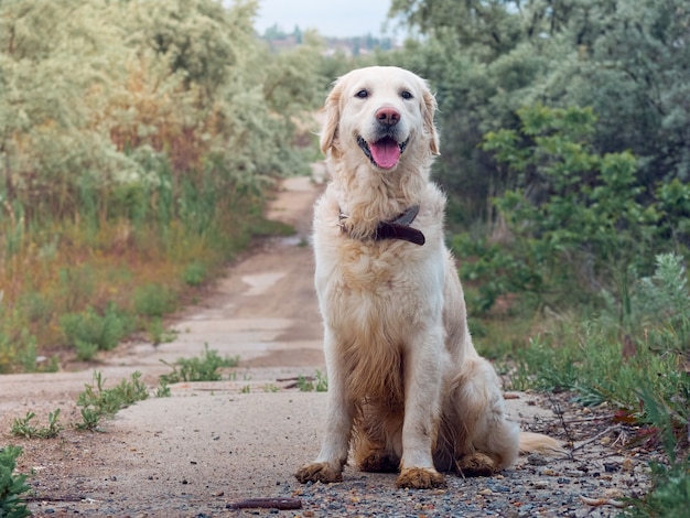 Retrato de perro golden retriever