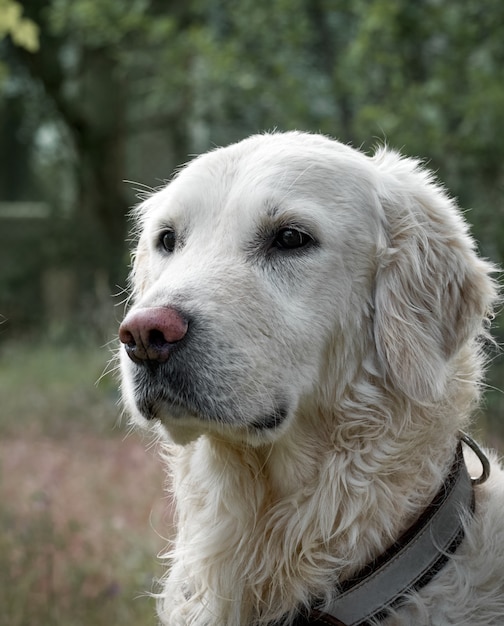 Retrato de perro golden retriever