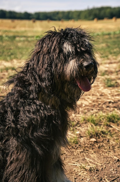 Retrato de un perro Goldendoodle Fluffy rizado largo negro perro de piel marrón claro