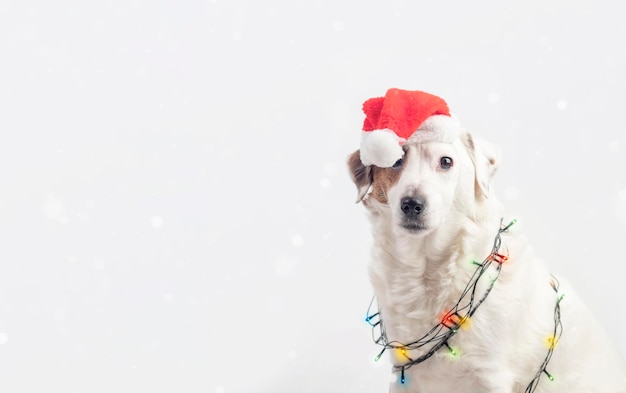 Retrato de un perro con un gorro de Papá Noel y una guirnalda de árbol de Navidad El perro es un árbol de Navidad Concepto de Año Nuevo y Navidad Animales divertidos