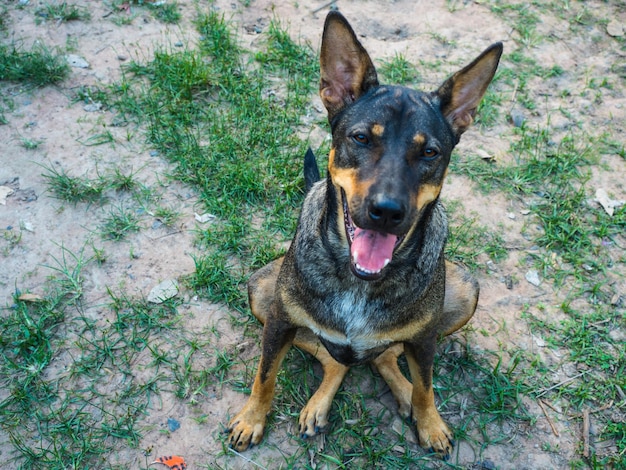 Foto retrato de un perro en gran ángulo