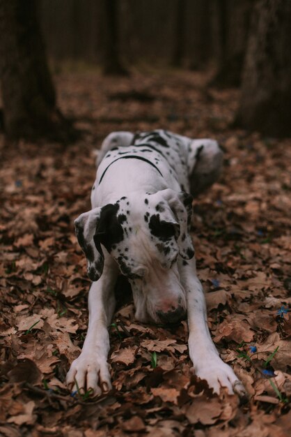 Retrato de un perro grande en el bosque