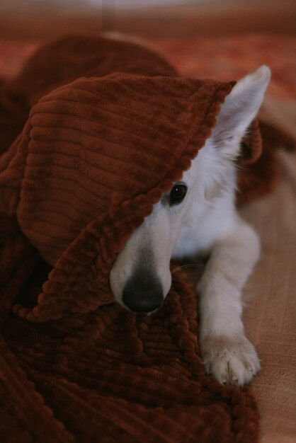 Retrato de un perro grande jugando en casa